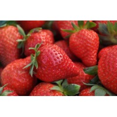 丹东99牛奶草莓礼盒5斤新鲜当季整箱水果奶油红颜大草莓顺丰包邮