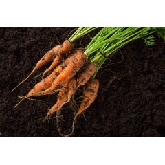胡萝卜新鲜5斤水果萝卜甜脆现挖现发生吃红心罗卜农家蔬菜带泥10