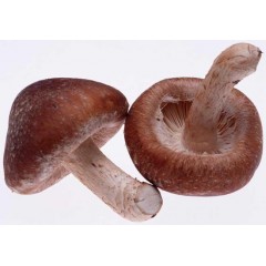 2021年西峡香菇干货特产干香菇500g包邮剪根野生菌菇蘑菇特级椴木