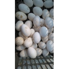 新鲜鹅蛋农家散养大鹅蛋野外河水放养孕妇土鹅蛋12枚 单个100-130