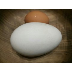 12枚正宗鹅蛋农家散养新鲜大鹅蛋土鹅蛋孕妇非双黄咸鹅蛋饿蛋批发