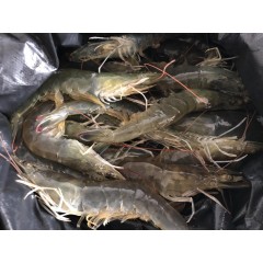 新鲜大虾鲜活海鲜水产青虾白基围虾对青岛超大海捕虾类速冻冷整箱