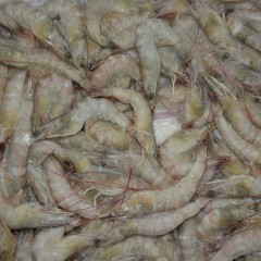 4斤青岛大虾超大海虾鲜活冷冻基围虾白虾对虾新鲜海捕海鲜包邮虾